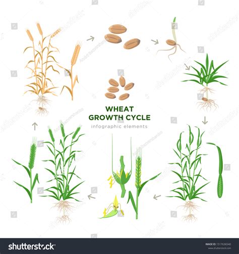 Wheat Growing Stages Life Cycle Wheat Stock Vector (Royalty Free ...