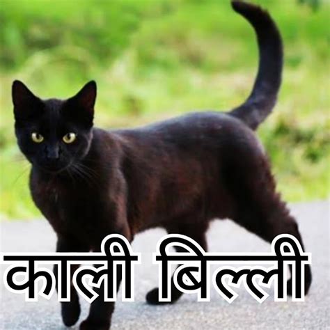 hatha kavata kal bll hindi kavita  billi part  youtube