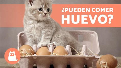 Mi GATO puede COMER HUEVO Descúbrelo YouTube