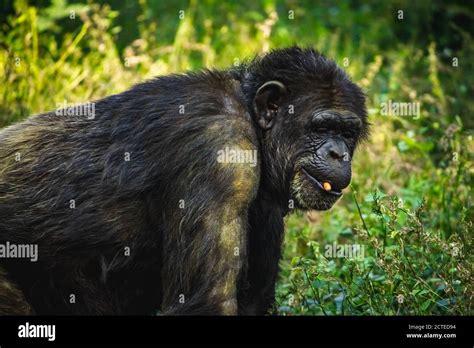 Young Gigantic Male Chimpanzee Standing Captive Chimpanzees In Outdoor