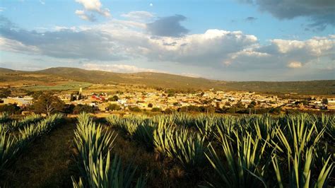 How to Visit Tequila, Jalisco: Best Day Tour from Puerto Vallarta [2021]