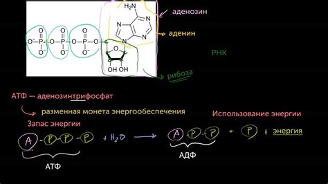 АТФ: Аденозинтрифосфат(видео 10) | Энергия | Биология - YouTube