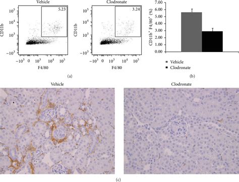 Figure 1 From Contrasting Effects Of Systemic Monocytemacrophage And