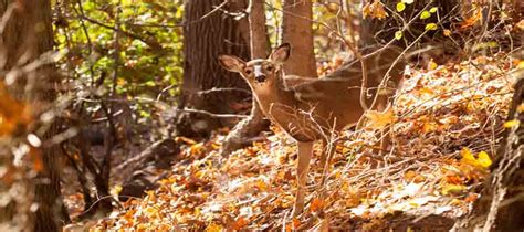 New Jersey Wildlife: Facts and Information