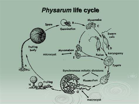 Physarum Life Cycle