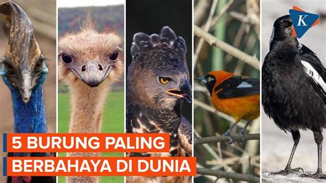 5 Burung Paling Berbahaya Di Dunia YouTube