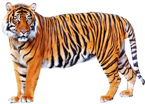 Bengal Tiger Habitat Conservation Indian Subcontinent Striped Fur