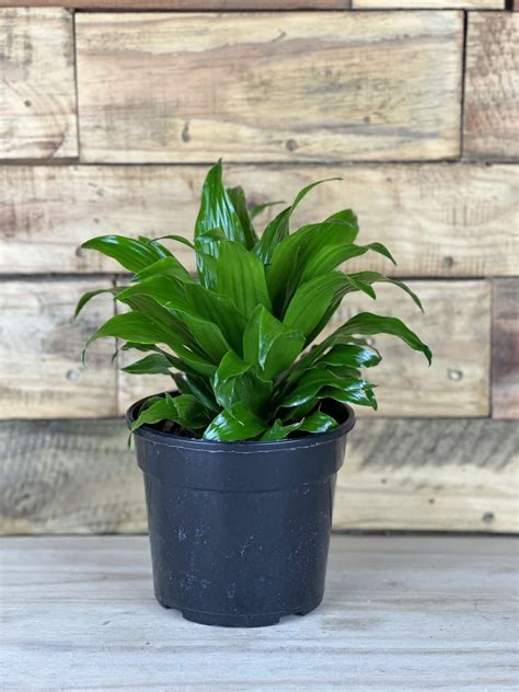 4 Different Dracaenas Variety Pack Live House Plant 4 Pot