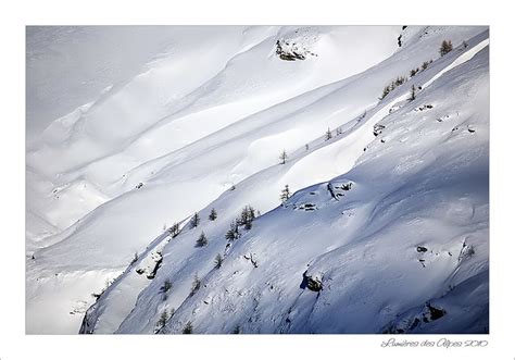 Lumières des Alpes Arbres dans la neige