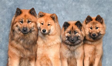 Cerasi Eurasiers Eurasier Breeder In Canada