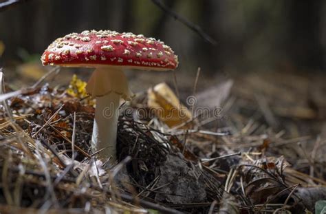 Cogumelos Vermelhos Do Agaric De Mosca Do Muscaria Do Amanita Os