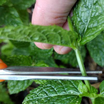 How To Harvest Mint Without Killing The Plant Farm Life Geek