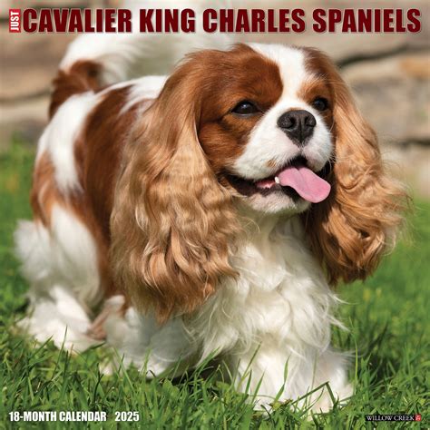 Cavalier King Charles Spaniel Kalender Kopen Bestel Eenvoudig