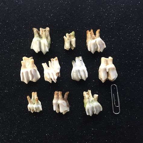 Ten Deer Teeth For Crafting Display Etc Etsy Australia