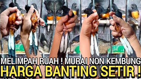 BANTING HARGA MURAI BATU MH KLEWER TERMURAH 230RB AN MURAI TROTOL