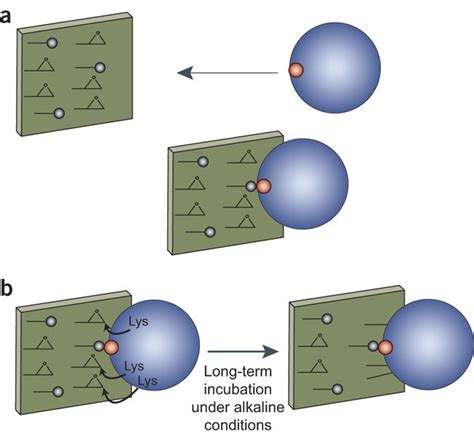 Immobilization Of Enzymes On Heterofunctional Epoxy Supports Nature