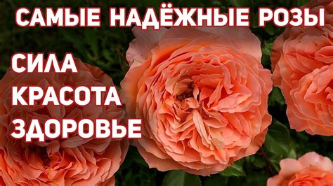 Самые надежные сорта роз для средней полосы России, красиво и пышно ...