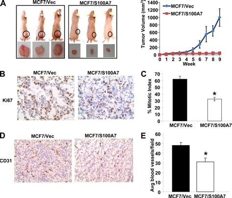 S100A7 Overexpression Inhibits Tumor Growth In Vivo MCF7 Vec And