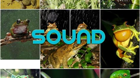 Sound Of Frog Frog Sound For Relaxation Abd Sleep Nature Sound With