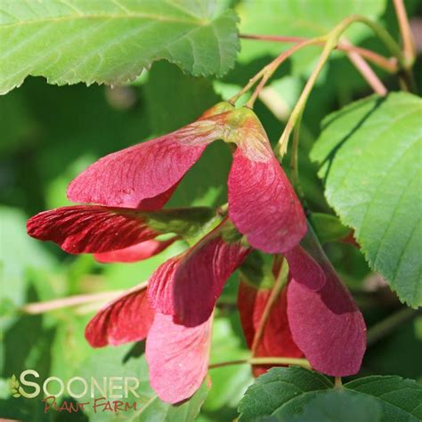Hot Wings Tatarian Maple Buy Online Best Prices