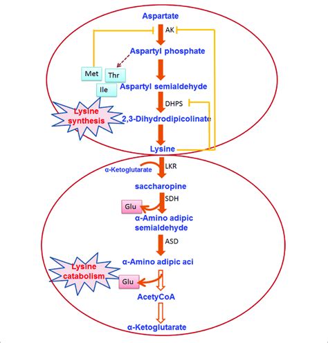 Lysine Biosynthesis And Catabolism In Plants The Pathway Shows The Download Scientific