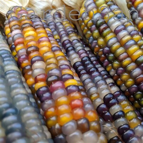 Glass Gem Corn Etsy