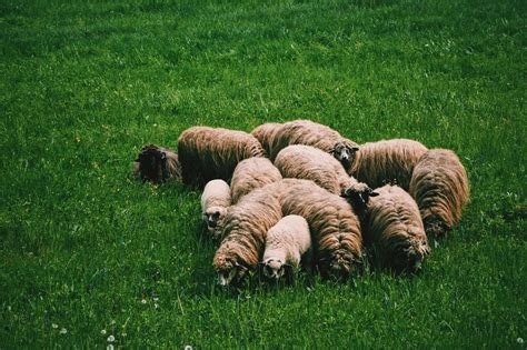 Flock Of Sheep On Green Grass On Field At Daytime · Free Stock Photo