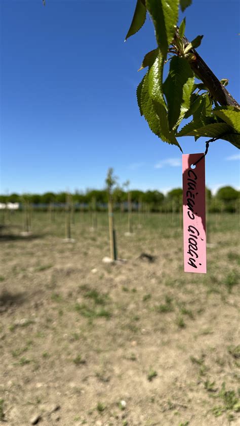 Il Giardino Dei Ciliegi Il Progetto Di Tesori DOriente E FIA Per Il