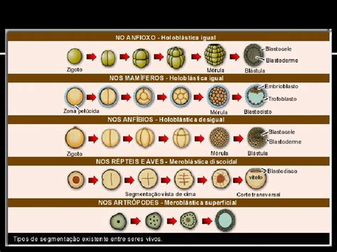 Embriologia Embriologia Estuda Todas As Etapas De Desenvolvimento