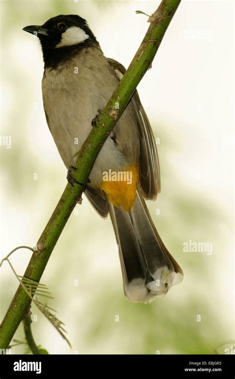 White Cheeked Bulbul Pycnonotus Leucogenys Sitting On A Branch