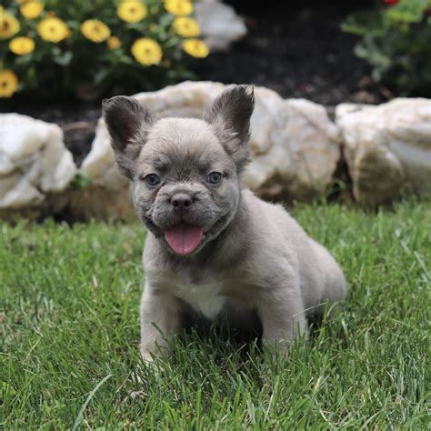 Korina - AKC French Bulldog pup for sale at Ronks, Pennsylvania | VIP ...