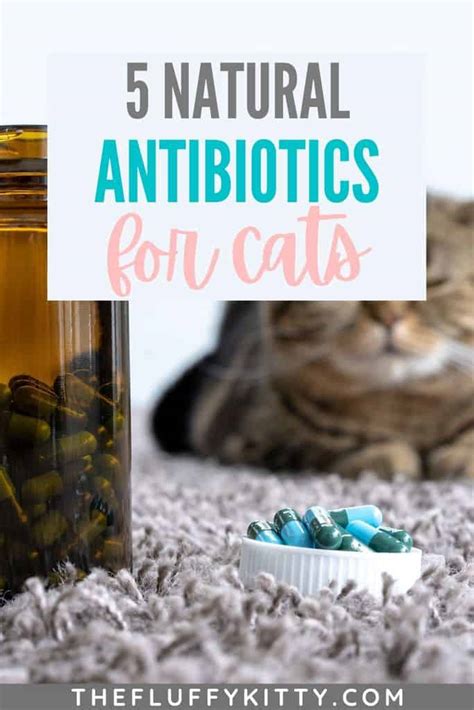 5 Natural Antibiotics For Cats That Boost Health - The Fluffy Kitty