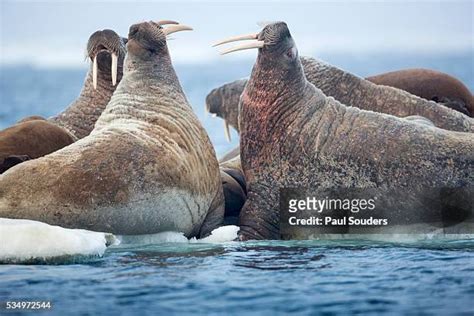 30 Walrus Fight Stock Photos High Res Pictures And Images Getty Images