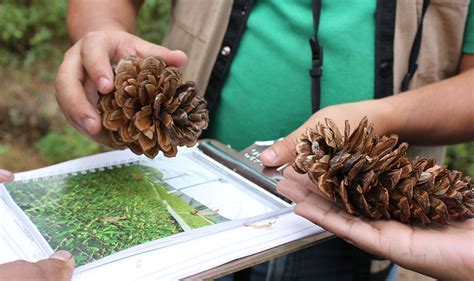 Germoplasma Forestal Comisión Nacional Forestal Gobierno gob mx