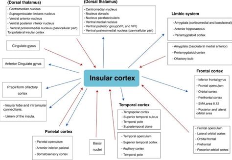 Insular Epilepsy An Under Recognized Seizure Semiology A Review For General Neurologist Pmc