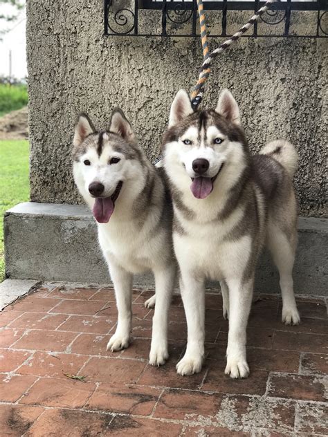 Husky Siberiano Manto Rojo El Mejor Criadero De México