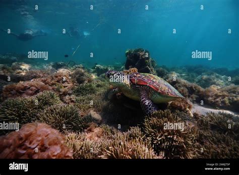 Green Sea Turtle Stock Photo Alamy