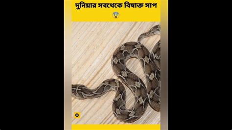 দুনিয়ার সবথেকে বিষাক্ত সাপ😨 যাঁদের একটা কামড়ে কী হতেপারে দেখুন😱facts