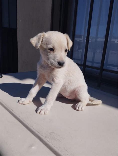 Dog for Adoption - Lola a lab terrier mix puppy, a Labrador Retriever in Bellingham, WA | Alpha Paw