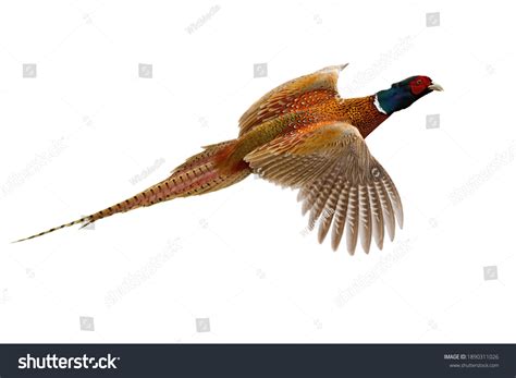 Pheasants Flying Images Stock Photos Vectors Shutterstock