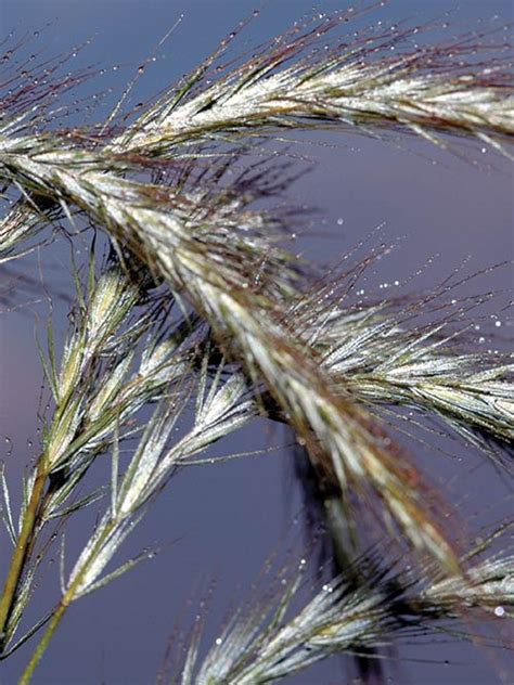 Canada Wildrye Seed Elymus Canadensis Seed