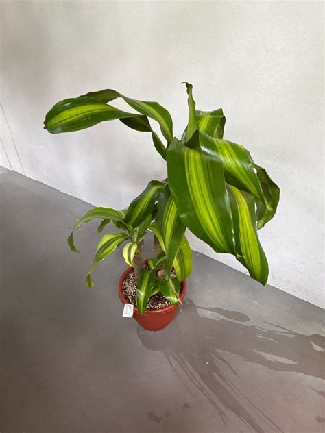 Dracaena Fragrans Variegated 3stems 60 80cm Tall 18 Each Furniture