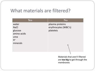 Urine Formation Ppt Pptx A Powerpoint On The Mechanism Of Urine