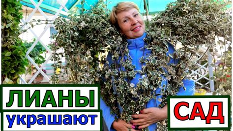 Лианы украшают сад. А как будем сохранять? - YouTube