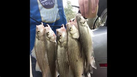 Texas White Bass Spawn Youtube