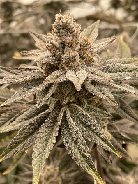 Orange Kush Cake 18oz Flower The Heirloom Collective