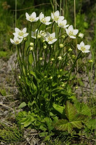 Grass Of Parnassus Buxton White Green Flowering Plants Inaturalist