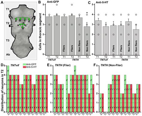 A Schematic Representation Of The Serotonergic Neurons As Seen In T1 Download Scientific