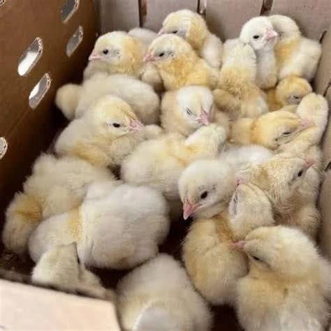 Brown BV 300 Chicks, for Poultry Farming at Rs 800 / Piece in West ...