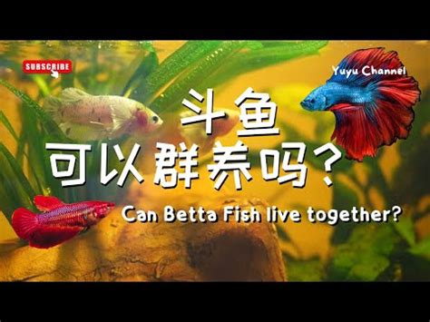 斗鱼打架鱼系列一 斗鱼可以群养吗Can Betta Fish live together YouTube